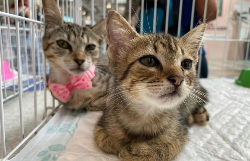 25831WhatsApp20Image202022 04 2620at2016.29.08