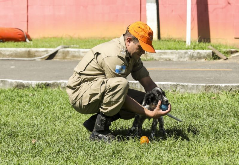 Patrulha canina dos Bombeiros recebe o reforço de dois filhotes farejadores