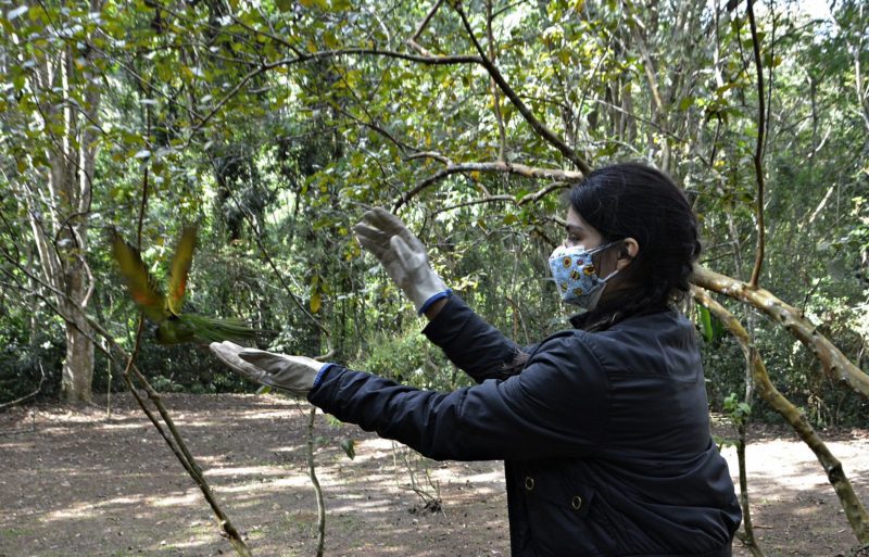Zoológico Municipal faz soltura de 26 animais em Volta Redonda
