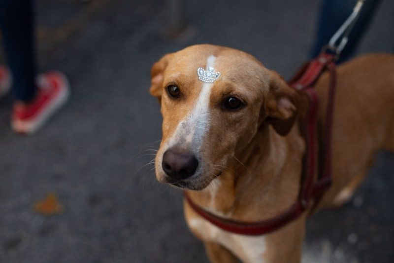 Volta Redonda auxilia em mais de 380 castrações e 115 adoções de cães e gatos