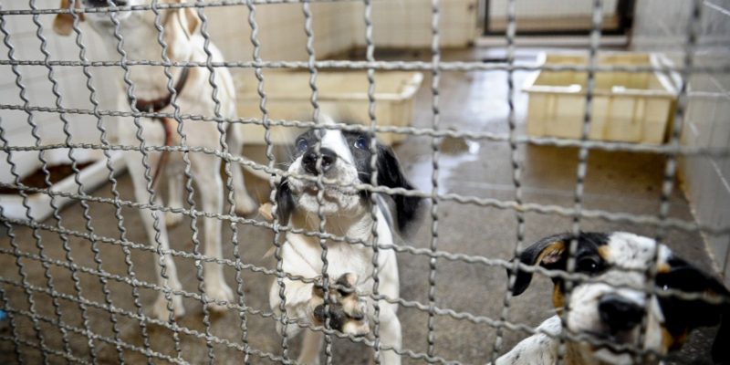 ONG Cão Sem Dono faz feira de adoção em estação de metrô de São Paulo