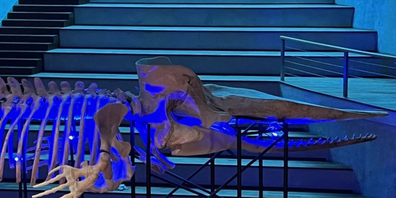 Museu Nacional completa 204 anos com exposição de baleia-cachalote