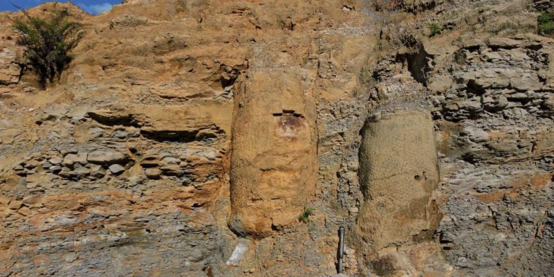 Pesquisadora descobre floresta fossilizada de 290 milhões de anos