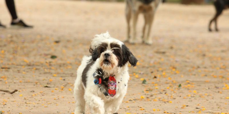 Resolução regulamenta telemedicina veterinária no país