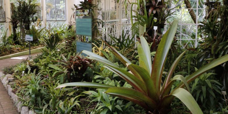 Abertas as inscrições para pós-graduação em fitoterapia pela UFRJ