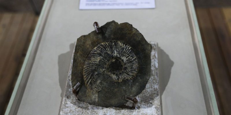 Mostra na UNB exibe fósseis de mais de 90 milhões de anos
