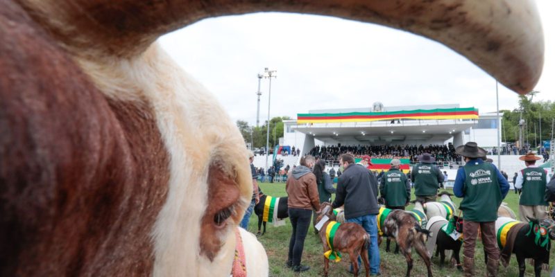 Exposição Internacional de Animais começa hoje em Esteio