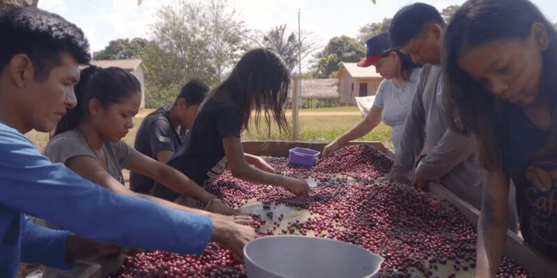 Agro Nacional mostra produção comunitária e sustentável do açaí