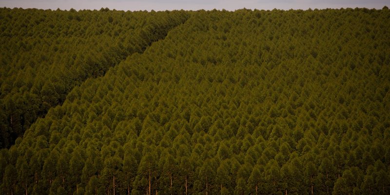 Florestas plantadas no Brasil ocuparam 9,5 milhões de hectares em 2021