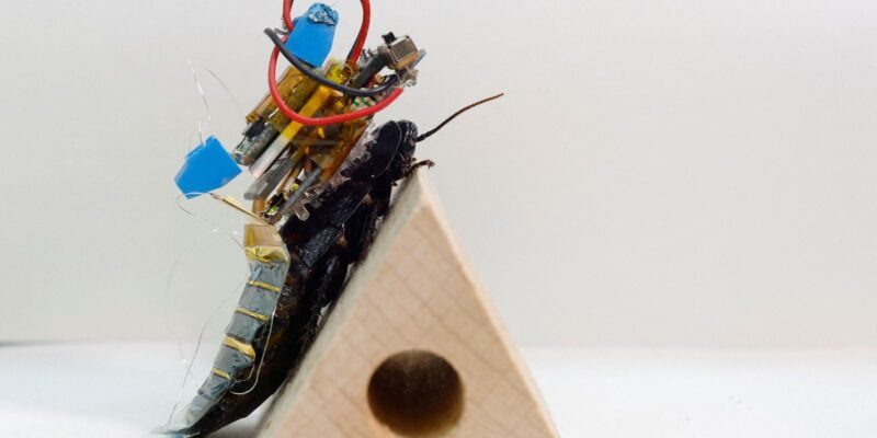 Cientistas do Japão criam baratas ciborgues para ajuda em desastres