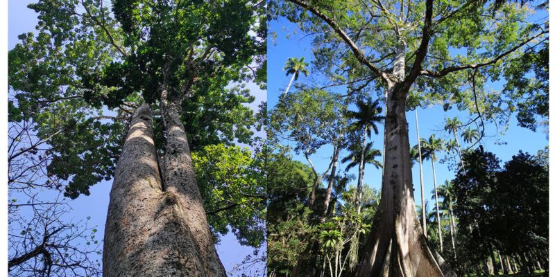 Jardim Botânico do Rio lança Trilha das Árvores Gigantes