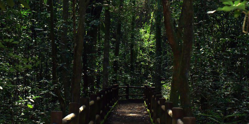 Bolsonaro sanciona redução da Floresta Nacional de Brasília