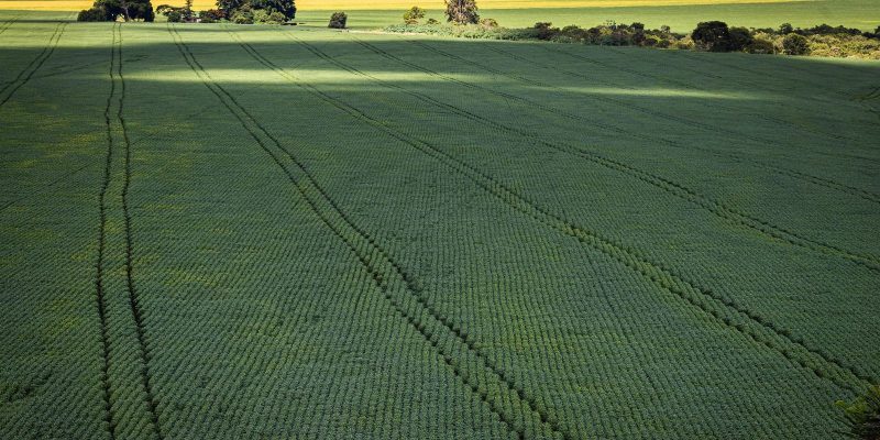 Produção de grãos deve chegar a 312,4 milhões de toneladas em 2023