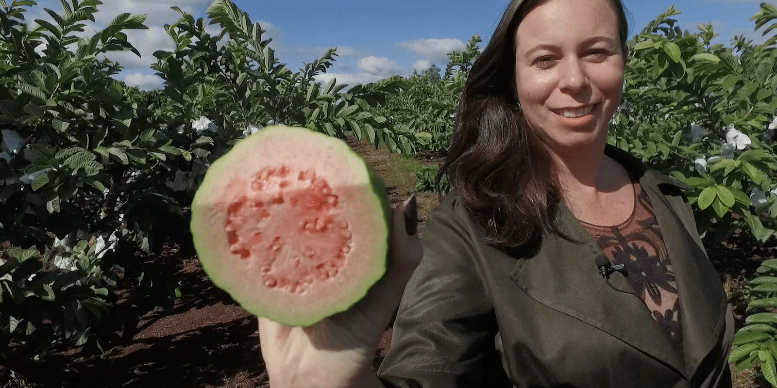 Goiaba produzida no norte do Paraná ganha o mundo