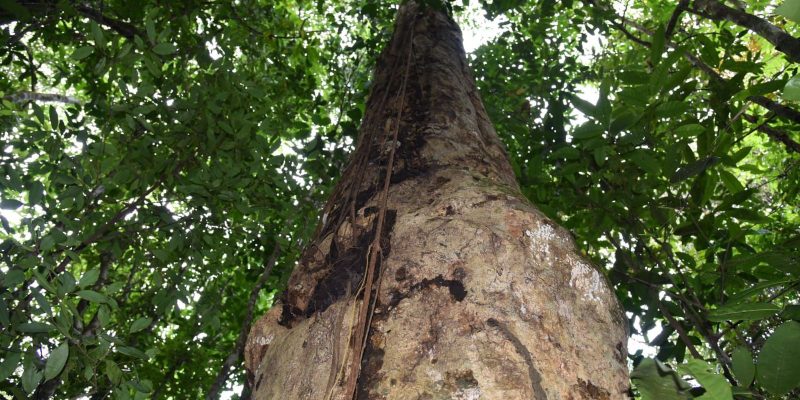 Pesquisadores descobrem espécie de árvore gigante na Mata Atlântica