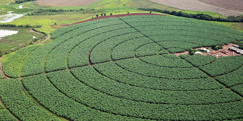 Índice de Confiança do Agronegócio tem melhor resultado trimestral