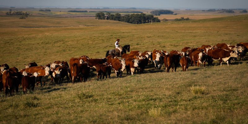 Vacinação contra febre aftosa é prorrogada até 17 de dezembro