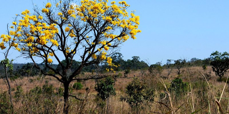 Cerrado registra aumento no desmatamento de 25% neste ano
