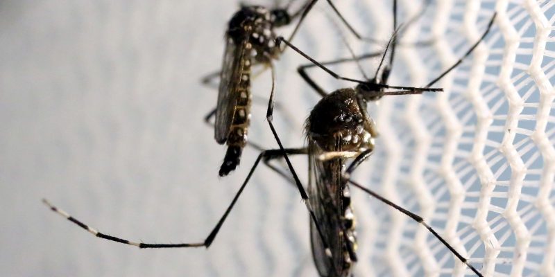 Agência Brasil explica diferença entre pernilongo e mosquito da dengue