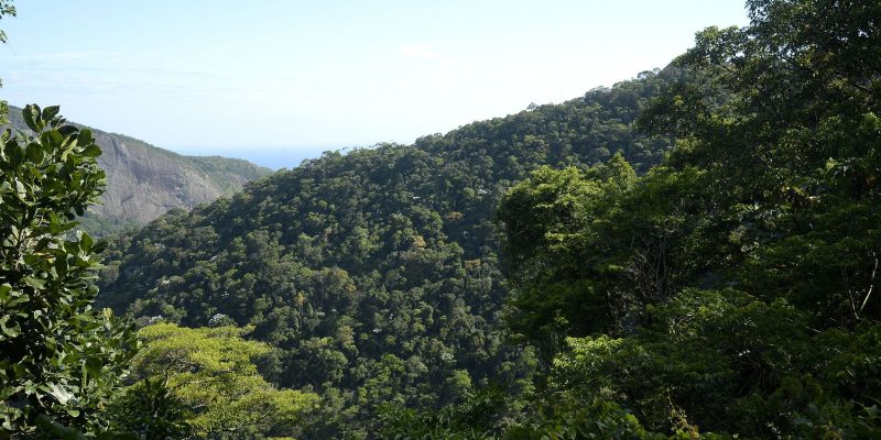 Meio ambiente: transição para economia de baixo carbono é prioridade