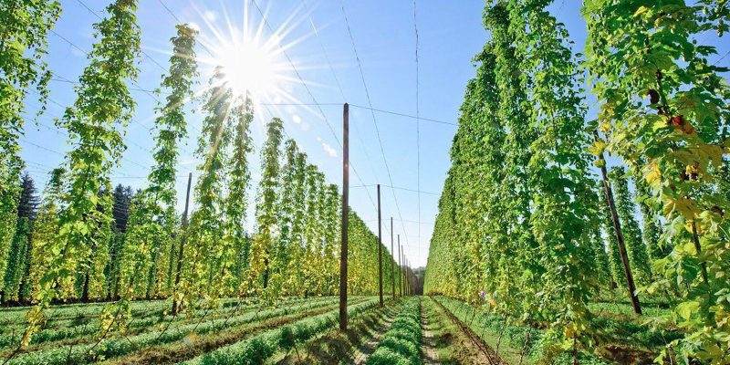 Embrapa testa bioinsumo para aumentar produção de lúpulo no Brasil