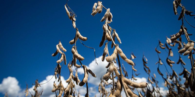 IGP-10 varia 0,02% em fevereiro, informa Fundação Getulio Vargas