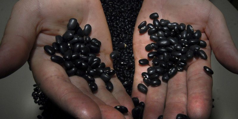 Pesquisa aponta que feijão é aliado na luta contra obesidade