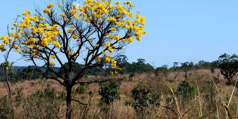 Instituto Cerrados pretende criar Liga das Savanas em âmbito mundial