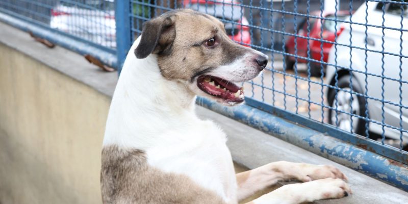Câmara aprova projeto que incentiva a adoção de animais