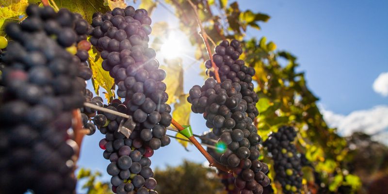Vinícolas devem pagar R$ 7 milhões por caso de trabalho escravo no RS