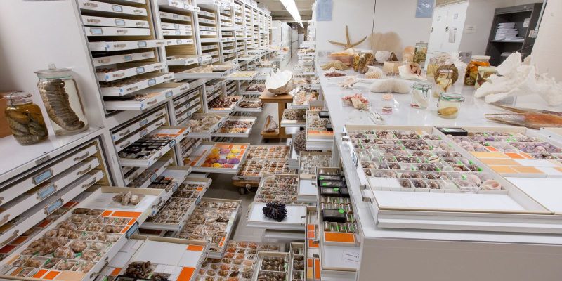 Museu Nacional integra estudo sobre 73 coleções de história natural