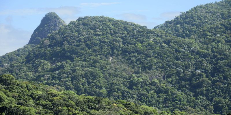 Projeto da Fiocruz vai restaurar, no Rio, área da Mata Atlântica