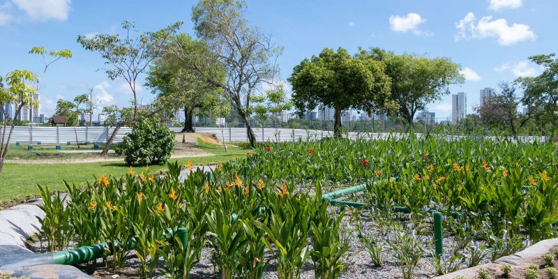 Jardins filtrantes despoluem águas de riacho que desagua no Capibaribe