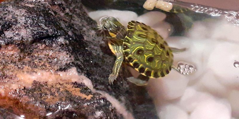 Mais de 100 animais brasileiros são considerados invasores no país