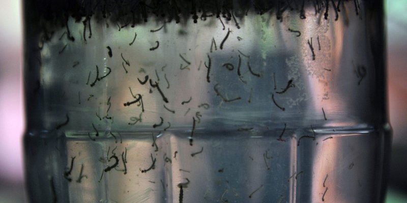 Com alta de casos, governo cria centro para monitorar dengue