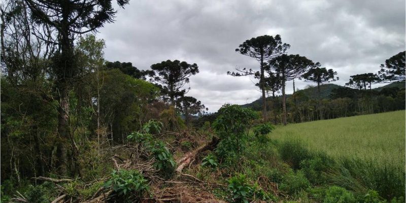 Multas por desmatamento na Amazônia aumentam 219% no 1º trimestre
