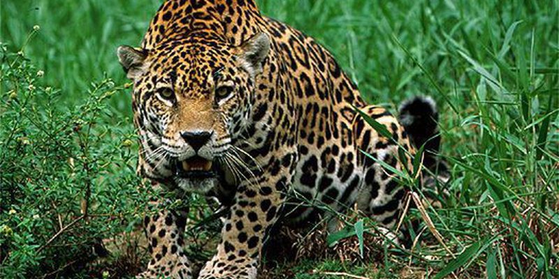 Estratégias ajudam a diminuir conflito entre fazendeiros e onças