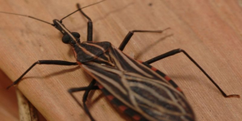 Variante genética protege indígena da Amazônia contra doença de Chagas