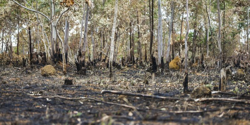 Inpe: desmatamento aumenta no Cerrado e cai na Amazônia