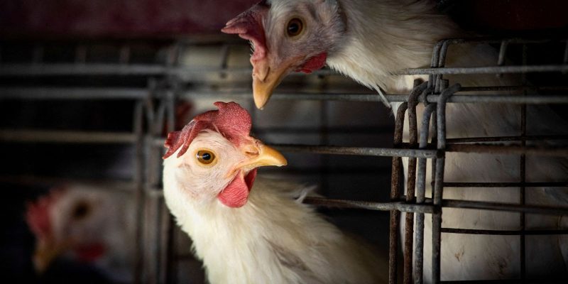 Gripe aviária leva Brasil a decretar emergência zoossanitária
