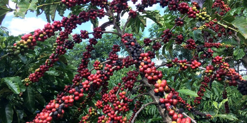 Conab prevê aumento de 7,5% na colheita de café em relação a 2022