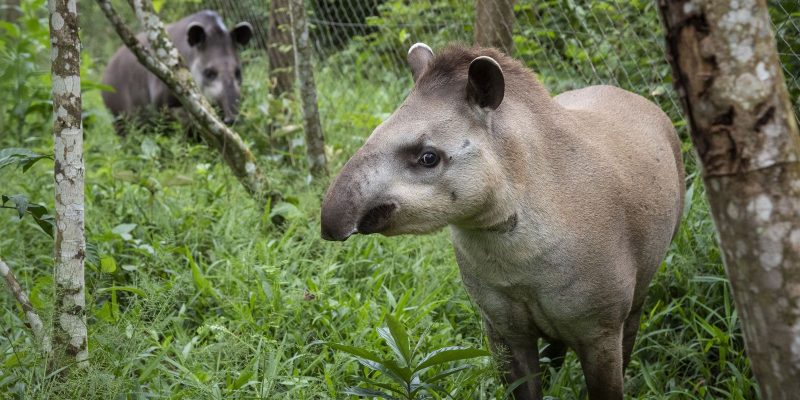 Projeto Guapiaçu solta na Mata Atlântica novo casal de antas