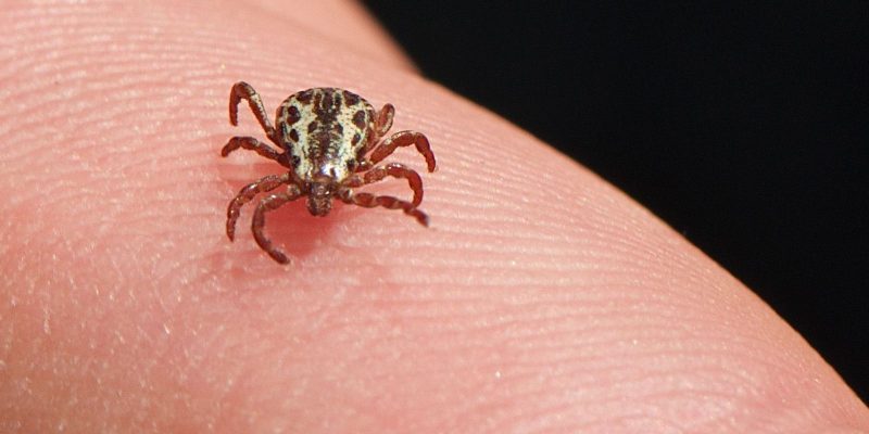 Campinas tem mais um óbito suspeito de febre maculosa