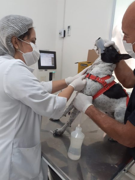 Barra Mansa da continuidade aos procedimentos de castracao em animais