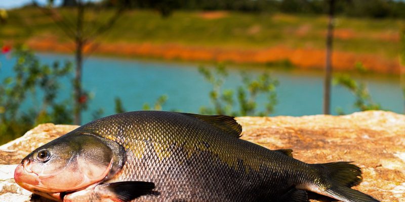 Consumo de pescado cresce 65% no Brasil desde 2004