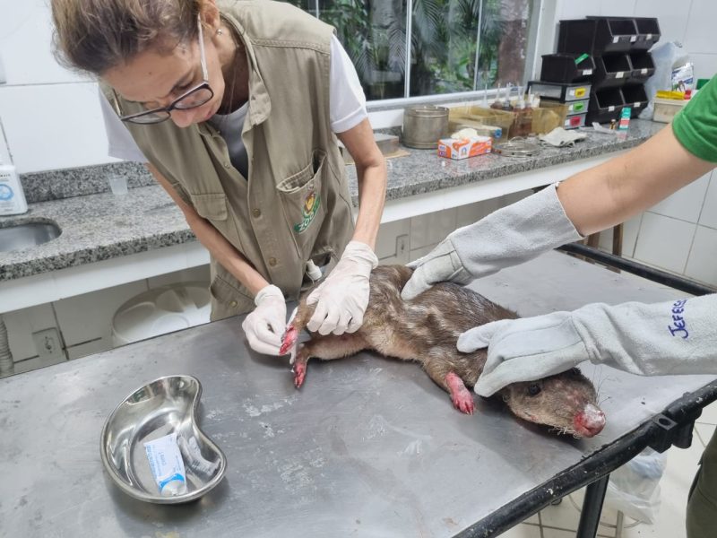 Zoológico Municipal resgata paca vítima de queimada em Volta Redonda
