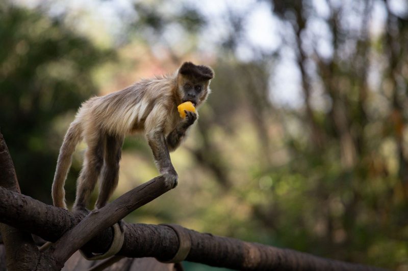 Animais ganham 'picolés' e alimentação especial para driblar calor no zoológico de Volta Redonda