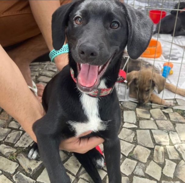 Prefeitura e Grupo Caonina iniciam castracao de animais doados na