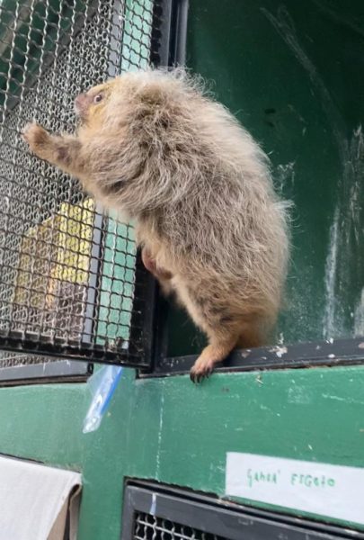 Filhote de ouriço-cacheiro acolhido no Zoológico de Volta Redonda começa a ser reintegrado à natureza