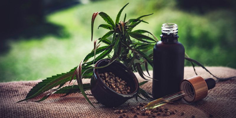 Congresso discute uso de cannabis medicinal para tratamento da dor